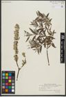 Foto von Salix repens L. x Salix viminalis L.